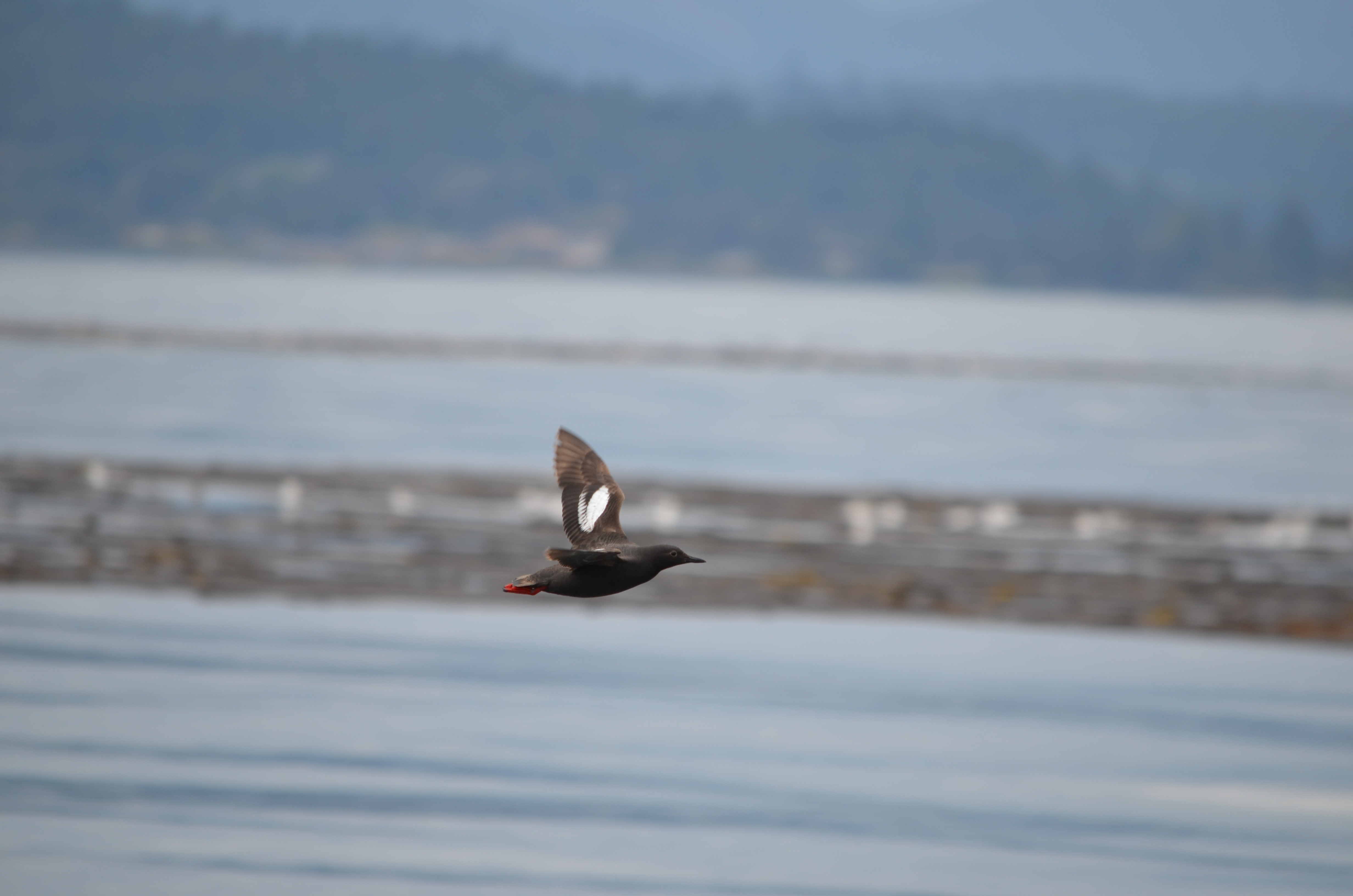 photos/wildlife/Bird_Species/070-Auks/1750-Pigeon_Guillemot/DSC_0235 1.JPG